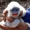 Haru! Bayi Surili Terjebak Kebakaran Gunung Ciremai Berhasil Diselamatkan dan Kembali ke Induknya