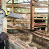 Sapi Senilai Rp30 Juta Hilang dari Kandang di Bandung Barat, Pemilik Menangis Histeris