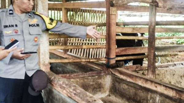 Sapi Senilai Rp30 Juta Hilang dari Kandang di Bandung Barat, Pemilik Menangis Histeris