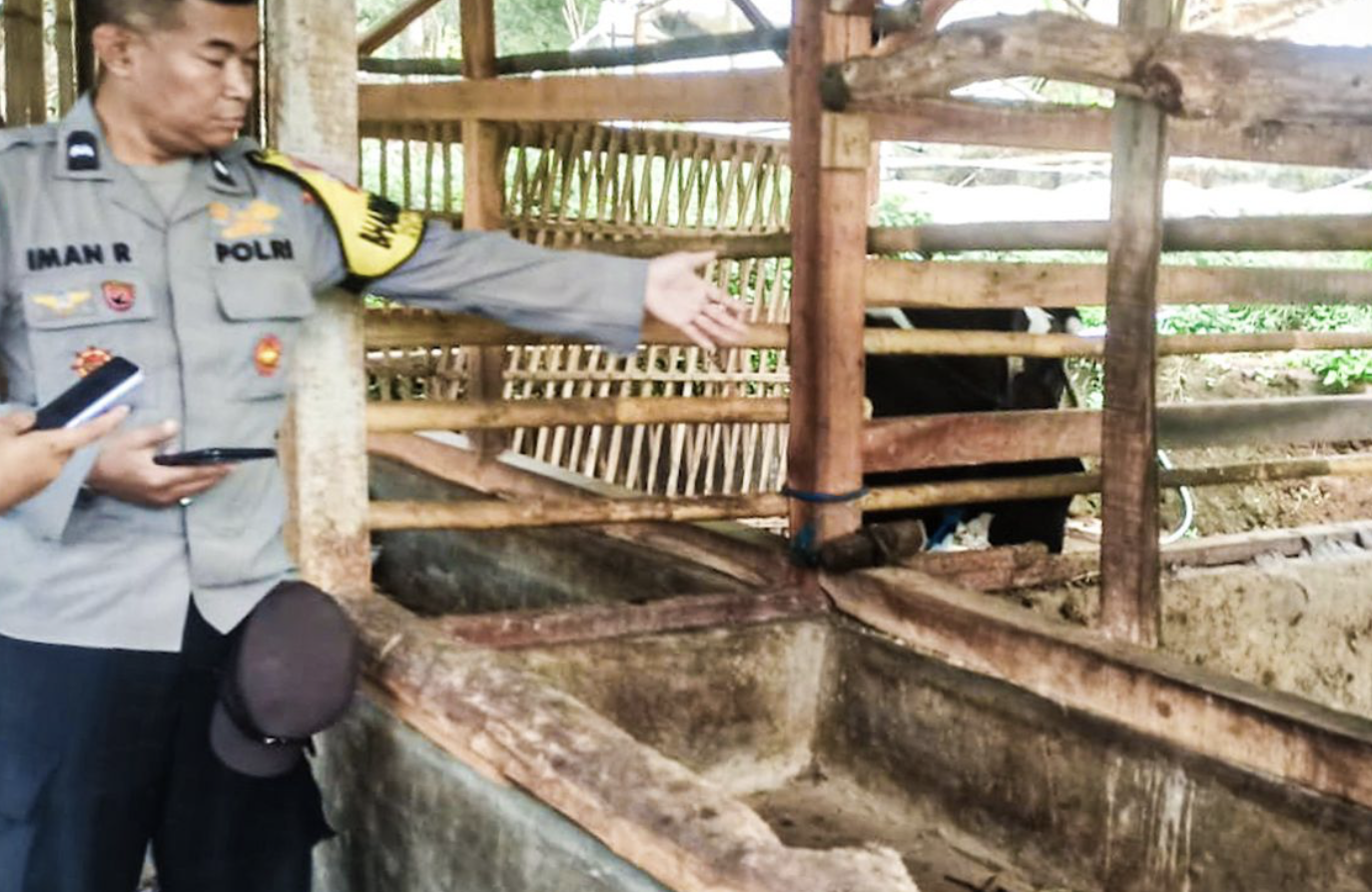 Sapi Senilai Rp30 Juta Hilang dari Kandang di Bandung Barat, Pemilik Menangis Histeris